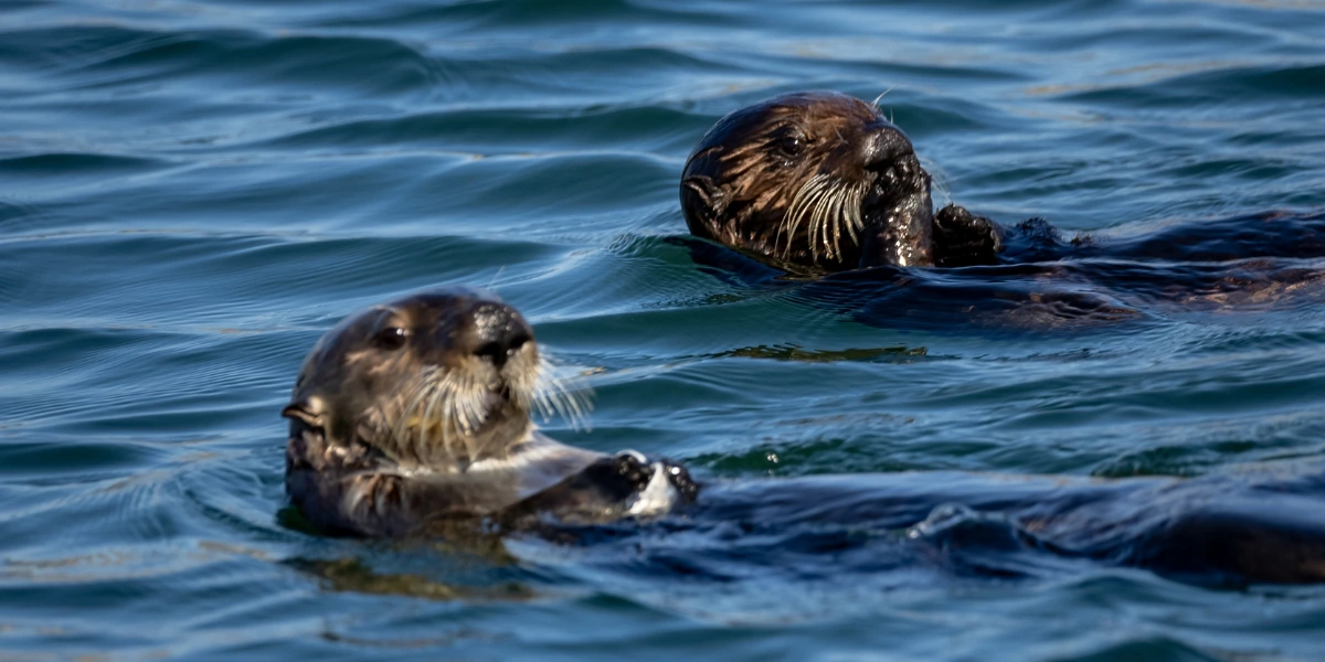 Morro Bay Sea Otters