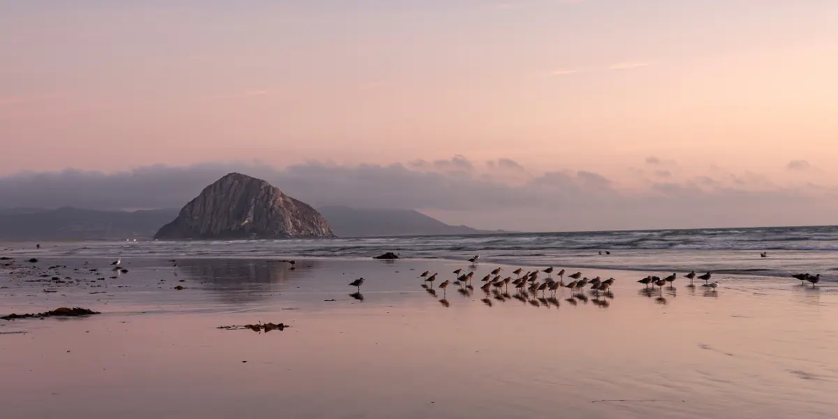 Bird Watching Spots in Morro Bay