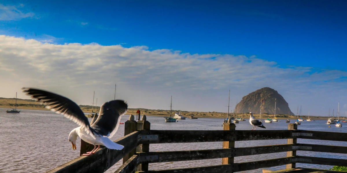 Birding by Season in Morro Bay