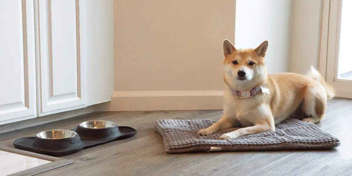 Morro Bay Pet Friendly