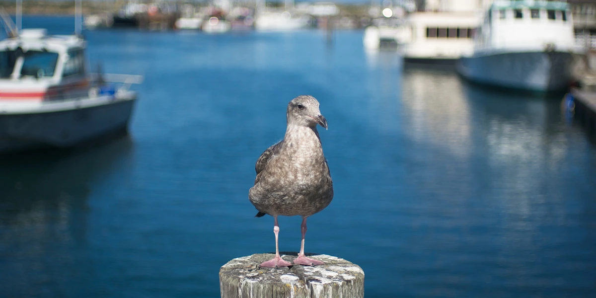 Morro Bay Bird Festival