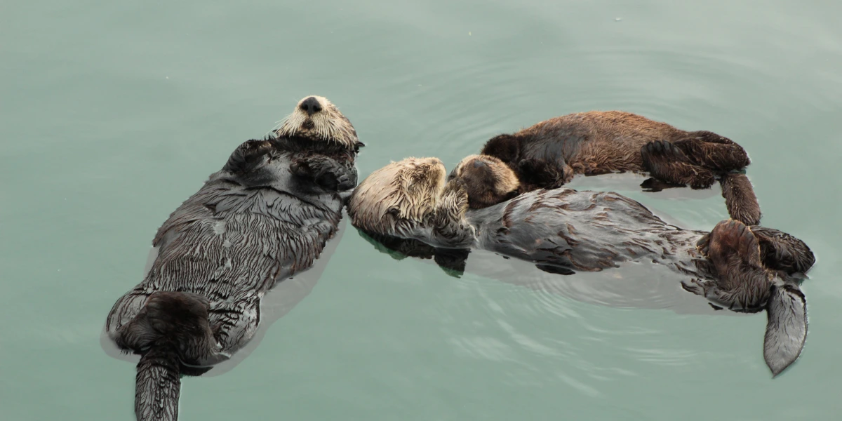 Sea Otters in Morro Bay