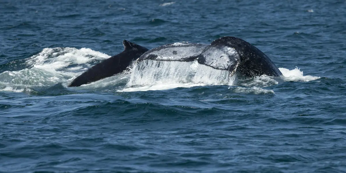 Whale Watching in Morro Bay