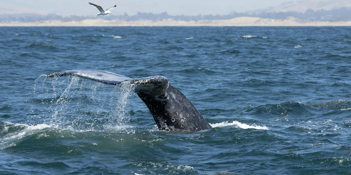 Fun Things to Do in Morro Bay